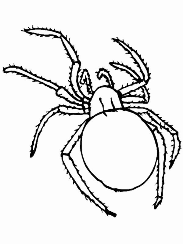 89 Printable Spider Coloring Pages for Kids 55