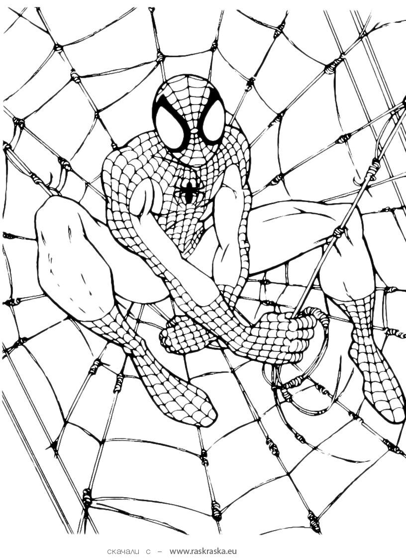 89 Printable Spider Coloring Pages for Kids 56