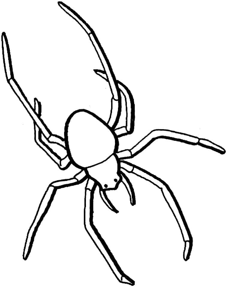 89 Printable Spider Coloring Pages for Kids 61