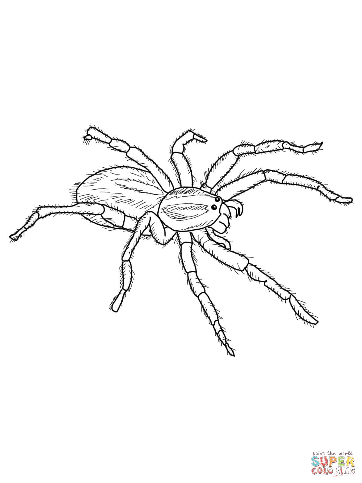 89 Printable Spider Coloring Pages for Kids 84