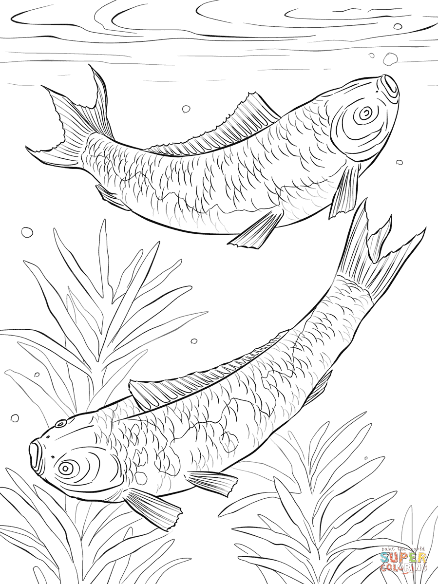 Colorful Fish Coloring Pages Printable 21