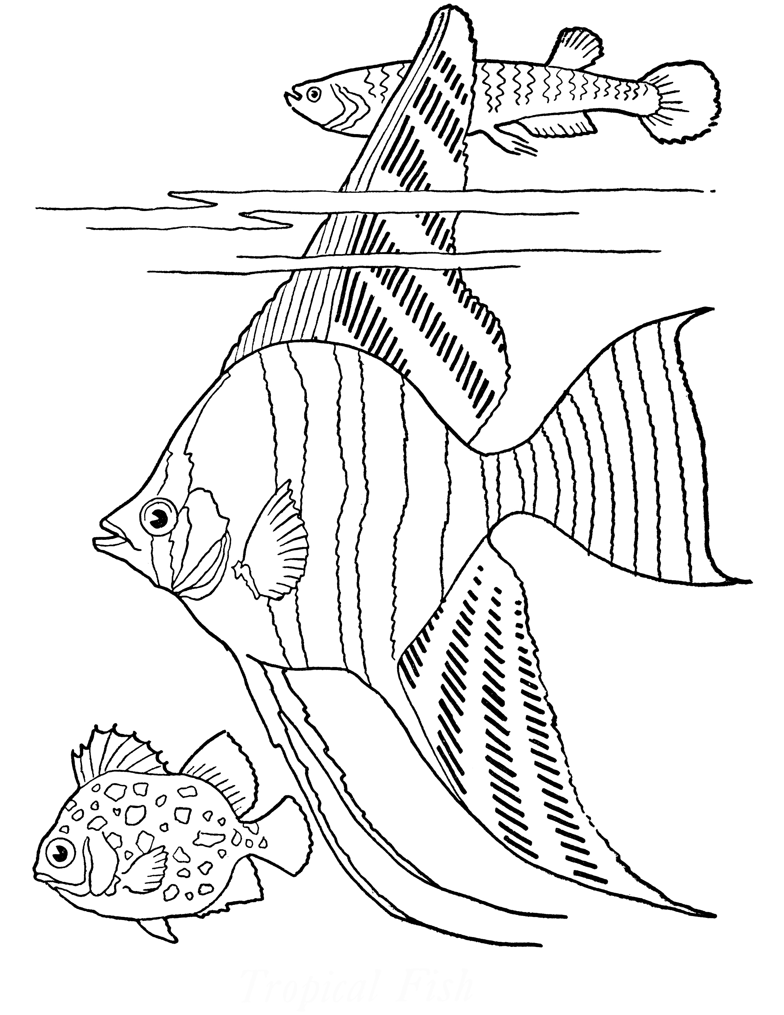 Colorful Fish Coloring Pages Printable 3