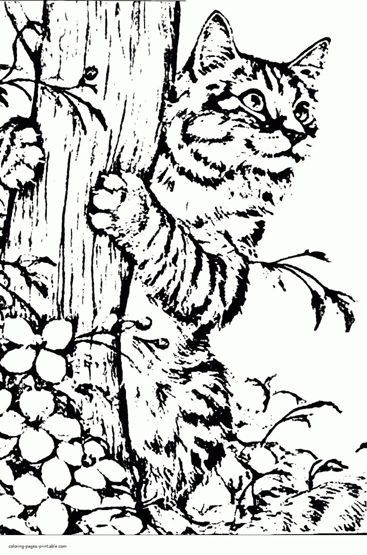 Dog And Cat Coloring Pages Printable Friends 18