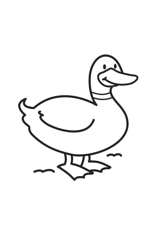 Quacky Duck Coloring Pages Printable 15