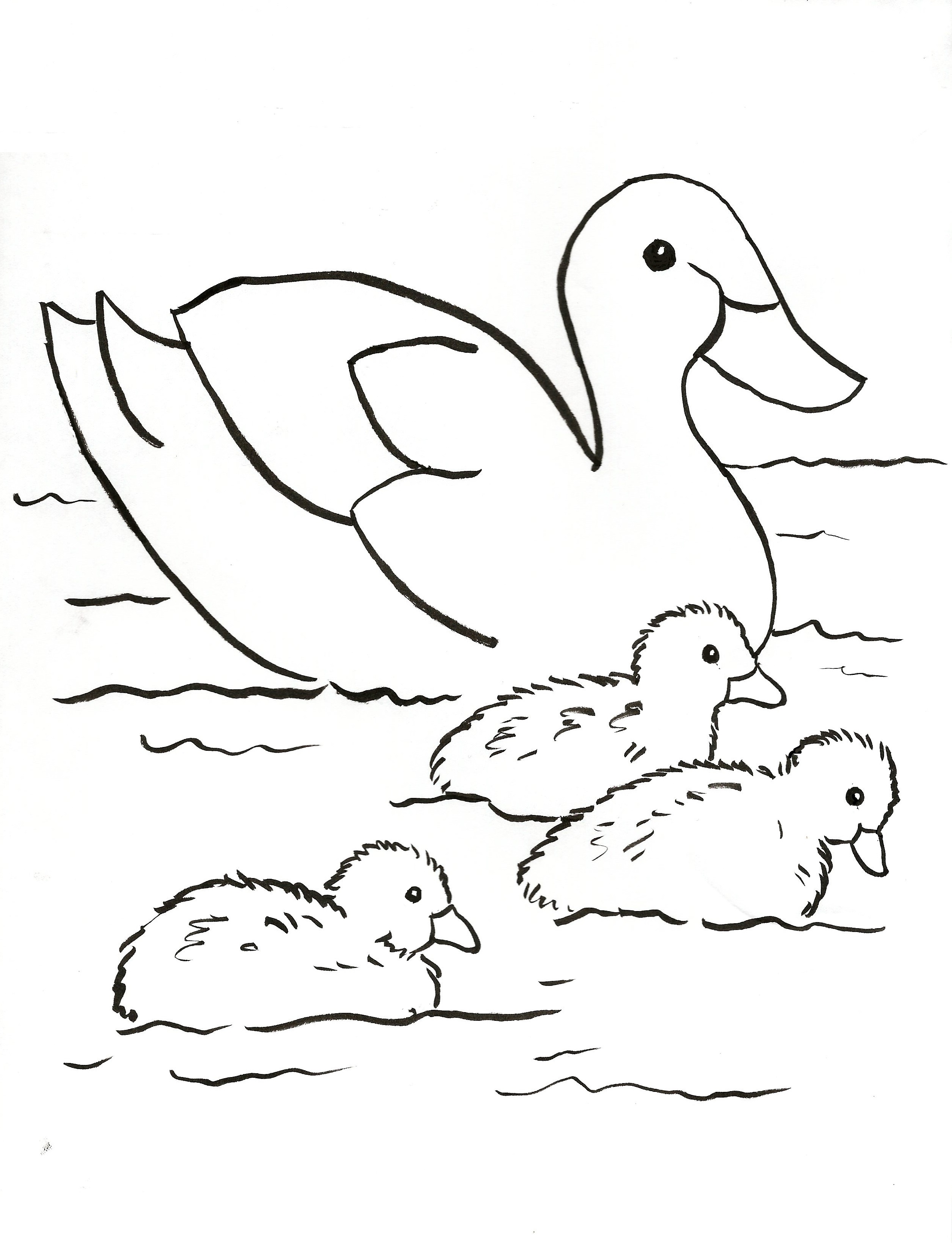 Quacky Duck Coloring Pages Printable 25