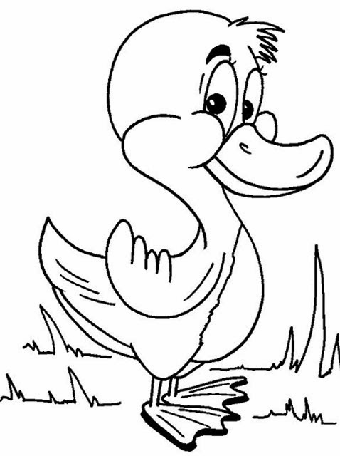 Quacky Duck Coloring Pages Printable 32