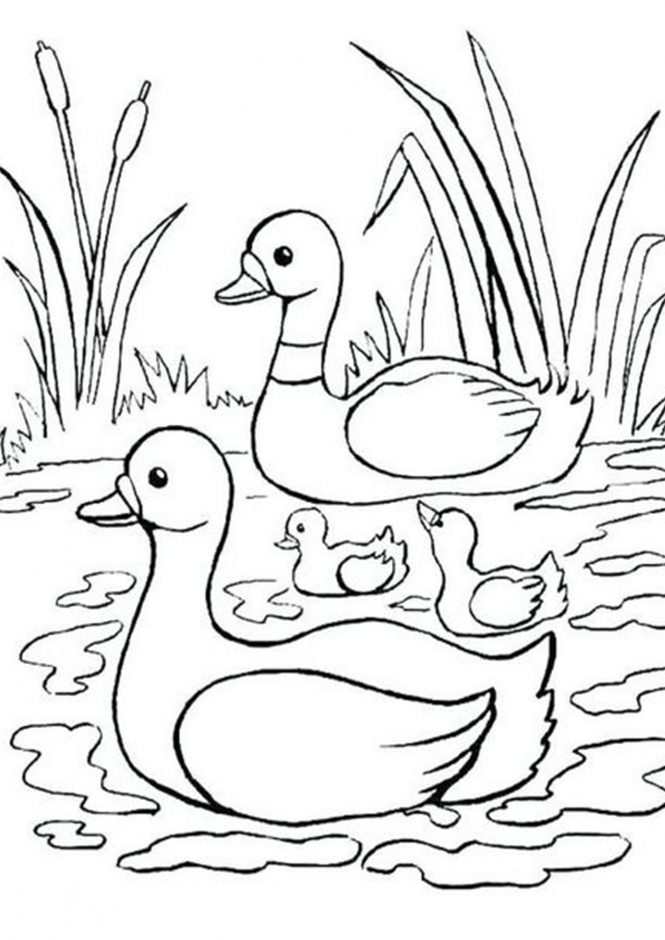 Quacky Duck Coloring Pages Printable 34