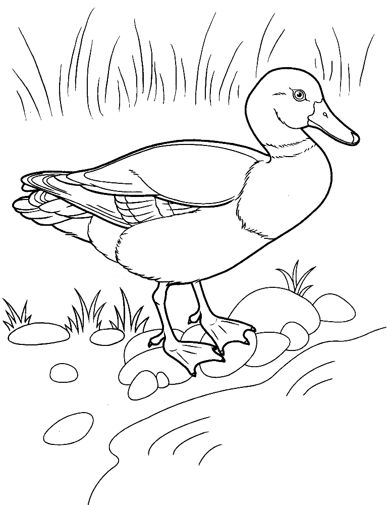 Quacky Duck Coloring Pages Printable 9