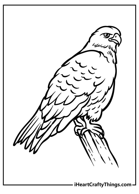 Soaring Hawk Animals Coloring Pages Printable 1