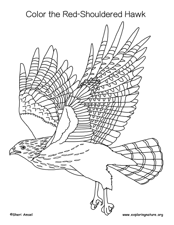 Soaring Hawk Animals Coloring Pages Printable 11