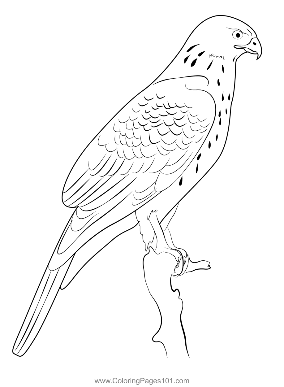 Soaring Hawk Animals Coloring Pages Printable 15