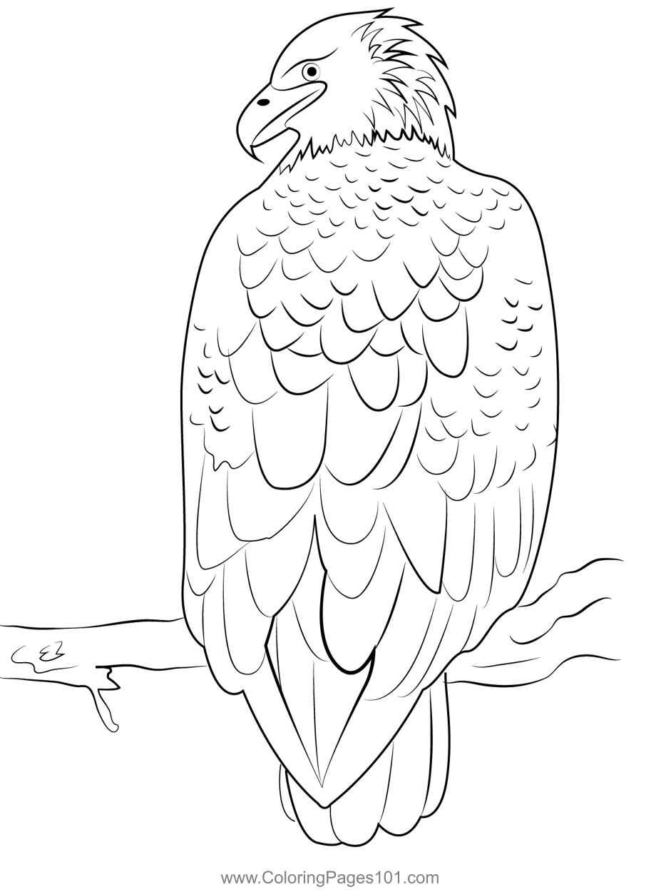 Soaring Hawk Animals Coloring Pages Printable 17