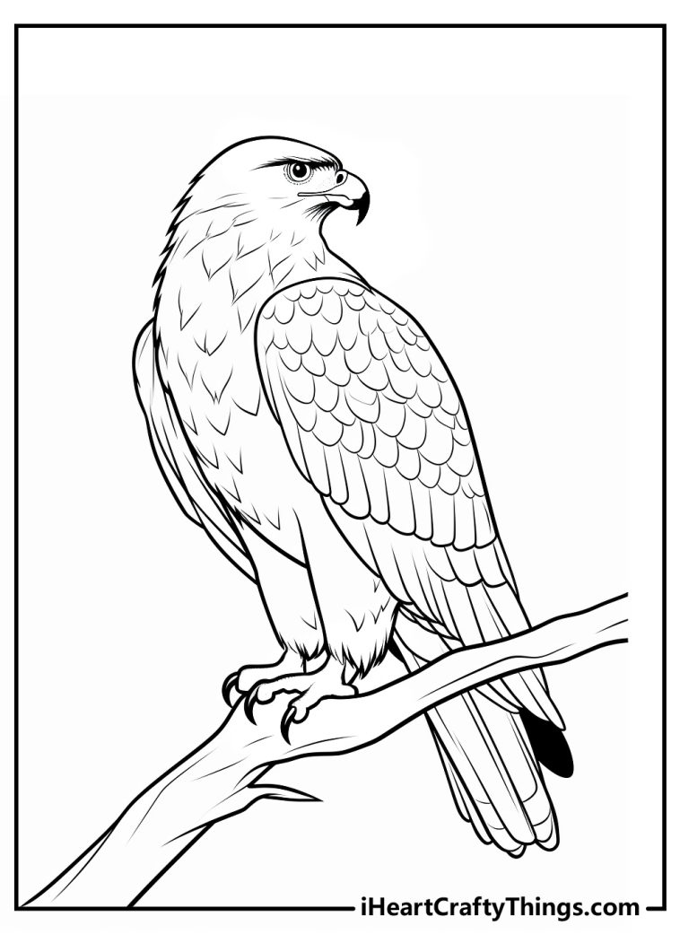 Soaring Hawk Animals Coloring Pages Printable 18