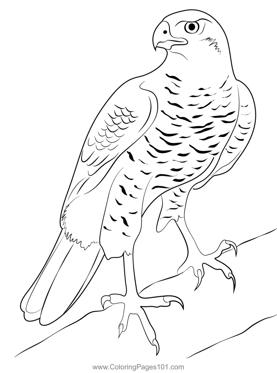 Soaring Hawk Animals Coloring Pages Printable 19