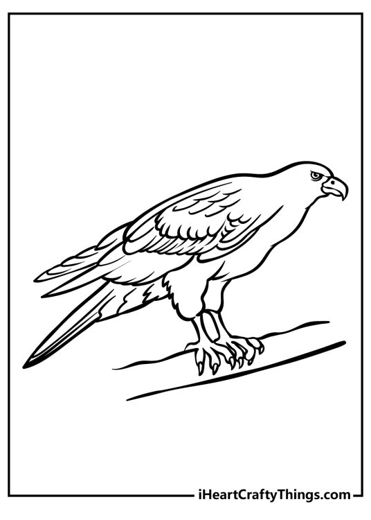 Soaring Hawk Animals Coloring Pages Printable 2