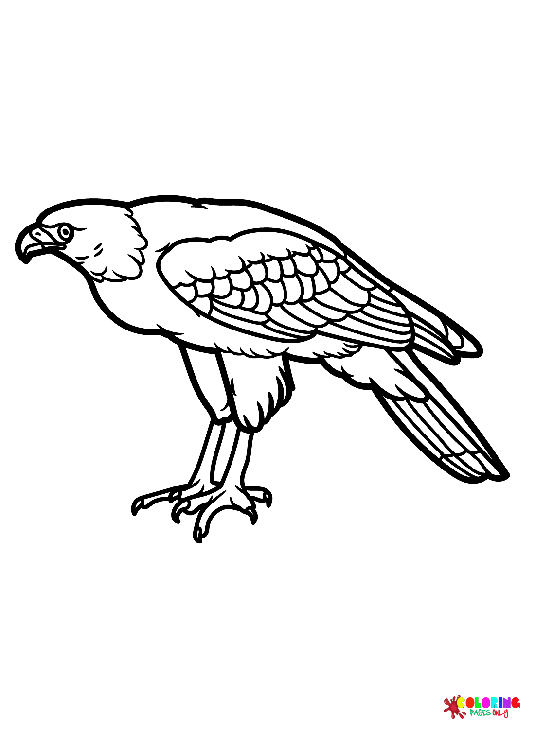 Soaring Hawk Animals Coloring Pages Printable 20