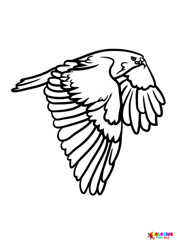 Soaring Hawk Animals Coloring Pages Printable 23