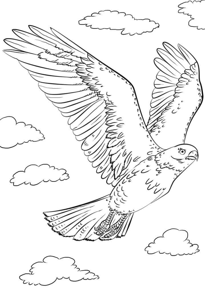 Soaring Hawk Animals Coloring Pages Printable 24