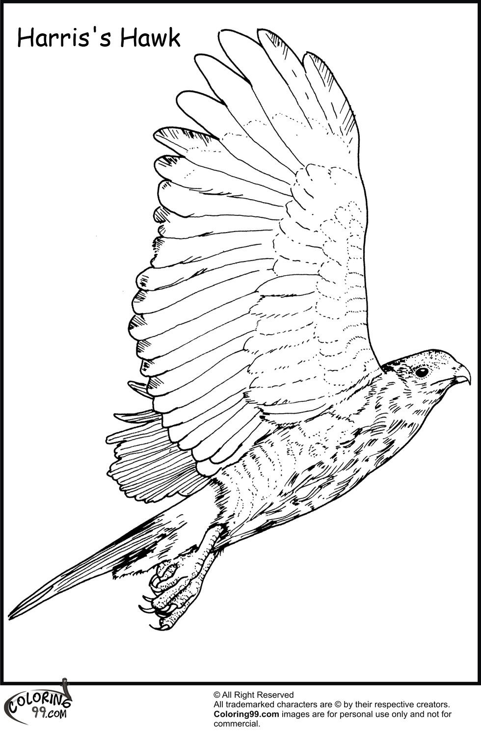 Soaring Hawk Animals Coloring Pages Printable 25