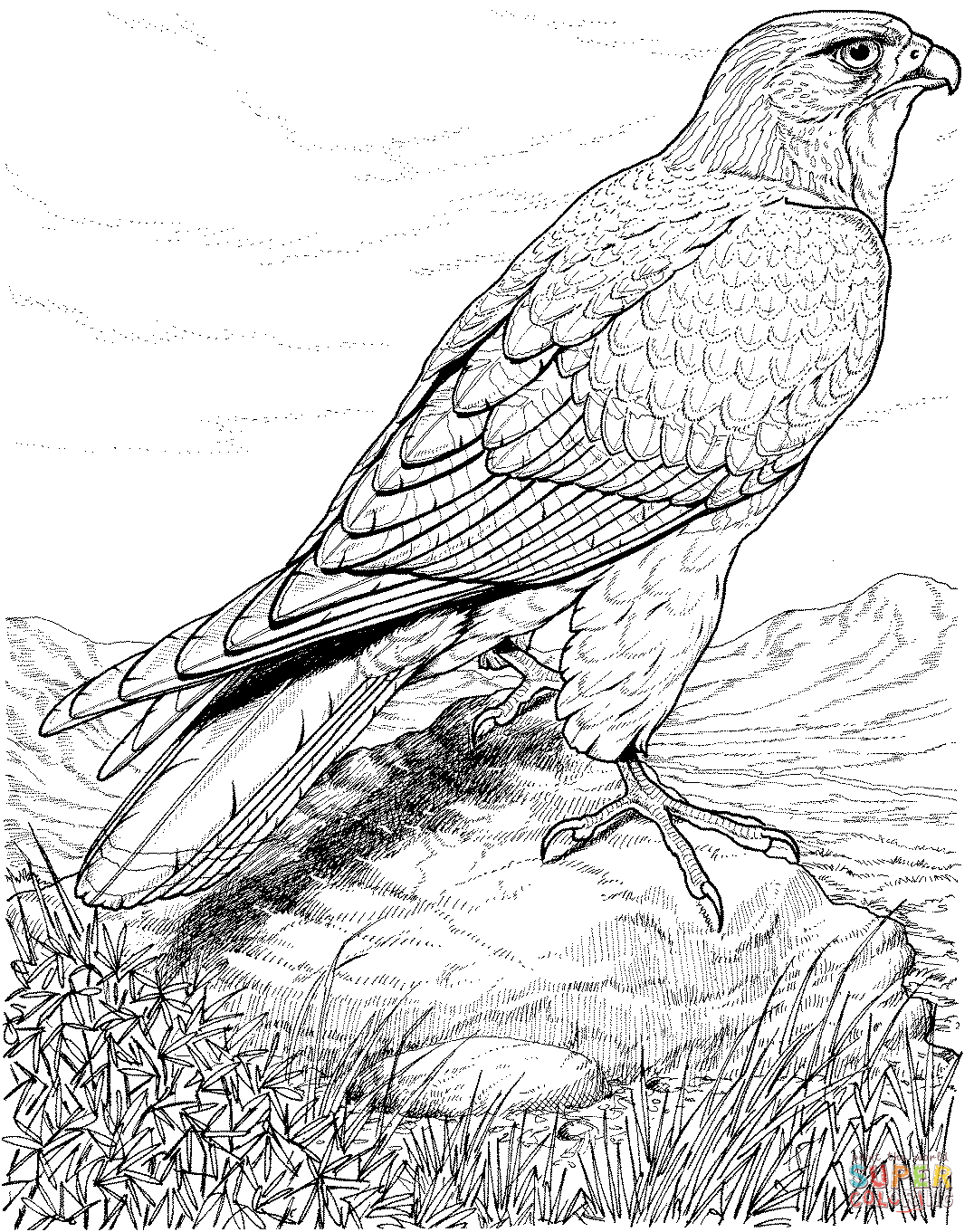 Soaring Hawk Animals Coloring Pages Printable 30