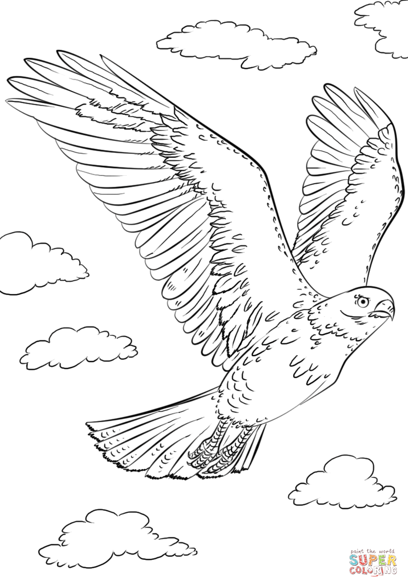 Soaring Hawk Animals Coloring Pages Printable 31