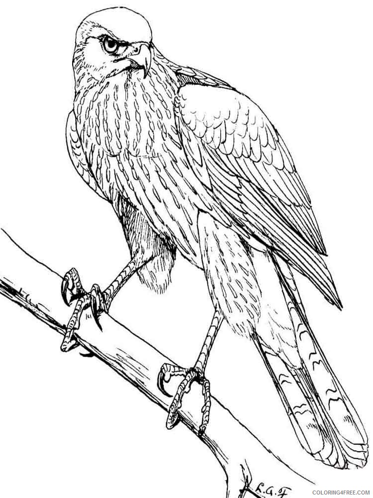 Soaring Hawk Animals Coloring Pages Printable 32