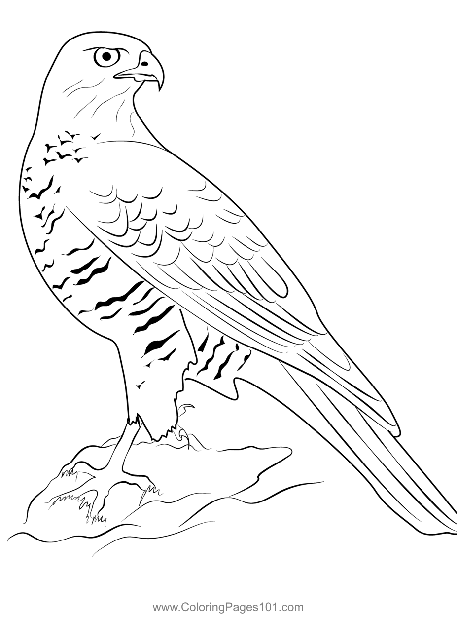 Soaring Hawk Animals Coloring Pages Printable 33