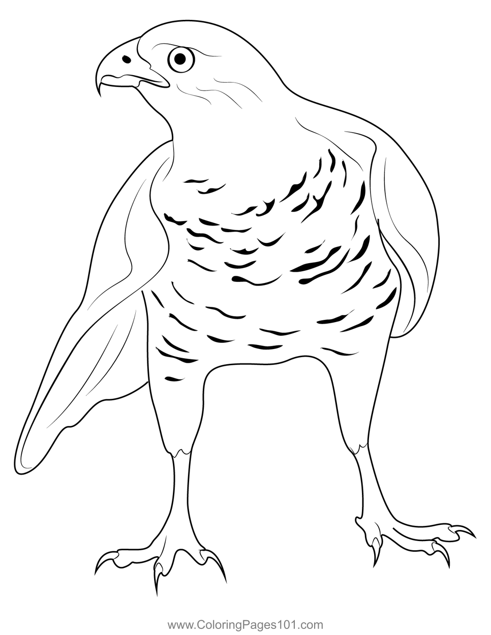 Soaring Hawk Animals Coloring Pages Printable 34