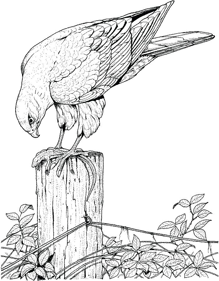 Soaring Hawk Animals Coloring Pages Printable 35