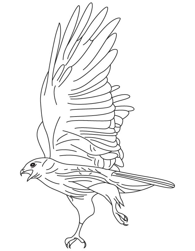 Soaring Hawk Animals Coloring Pages Printable 4