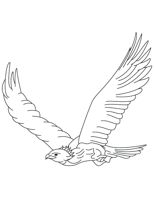 Soaring Hawk Animals Coloring Pages Printable 5