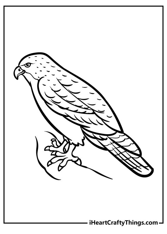 Soaring Hawk Animals Coloring Pages Printable 6