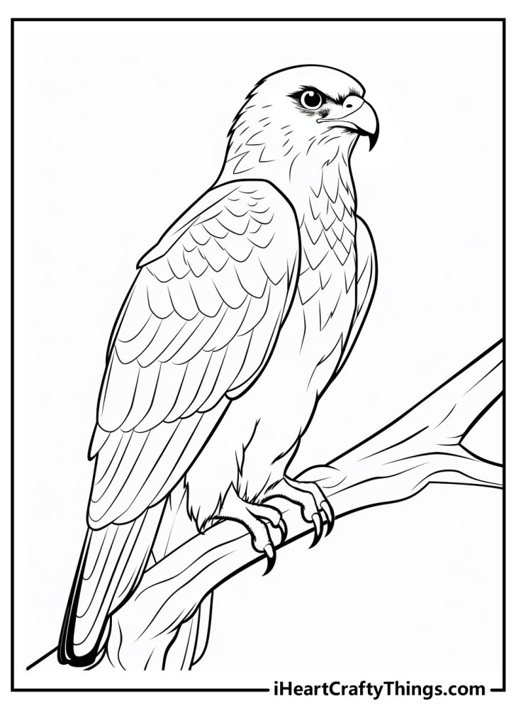 Soaring Hawk Animals Coloring Pages Printable 7