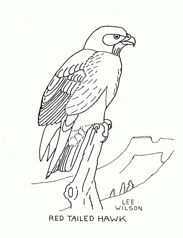 Soaring Hawk Animals Coloring Pages Printable 8