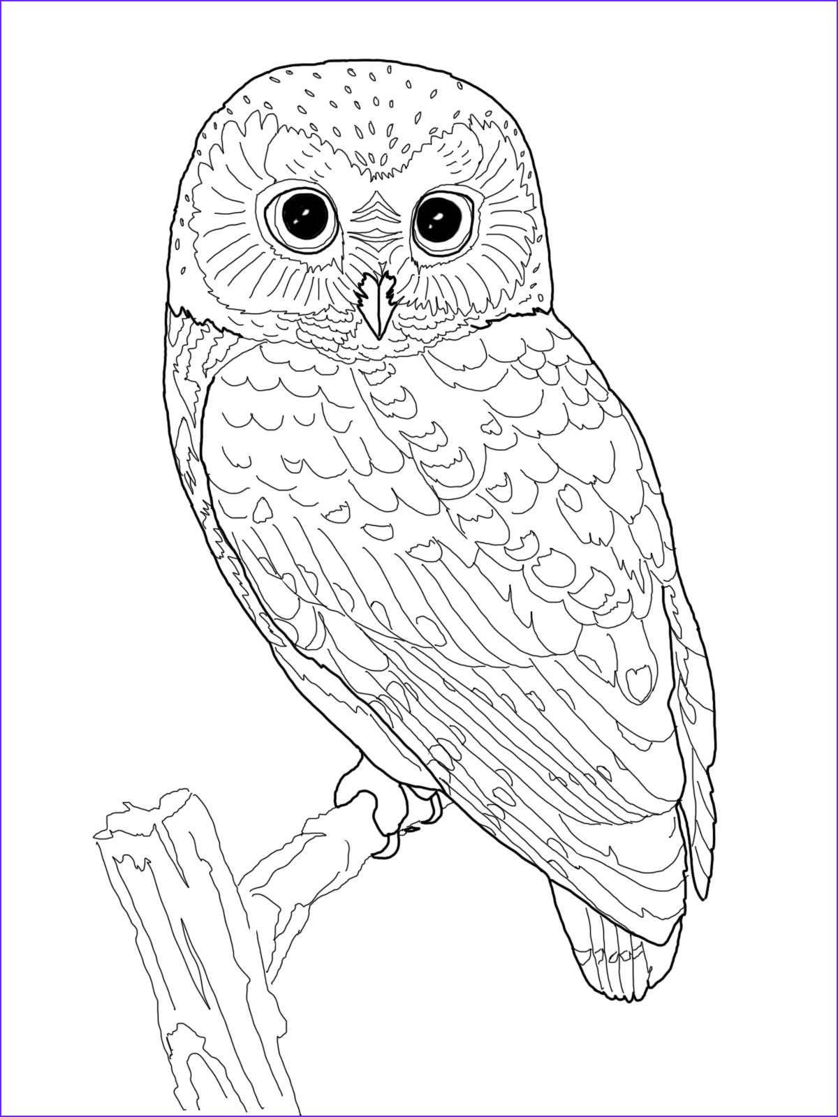 Wise Owl Coloring Pages Printable Wisdom 13