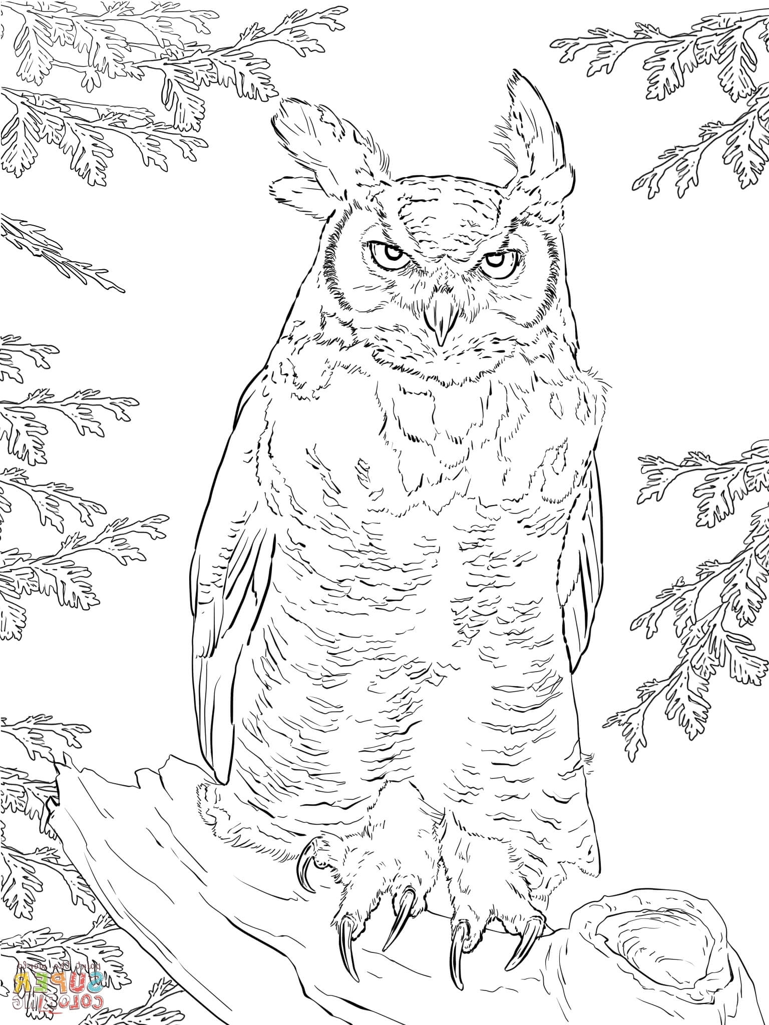 Wise Owl Coloring Pages Printable Wisdom 14