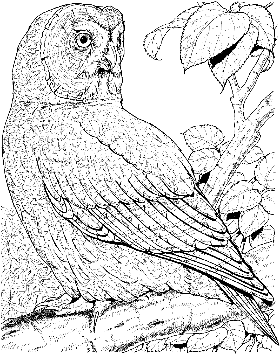 Wise Owl Coloring Pages Printable Wisdom 21