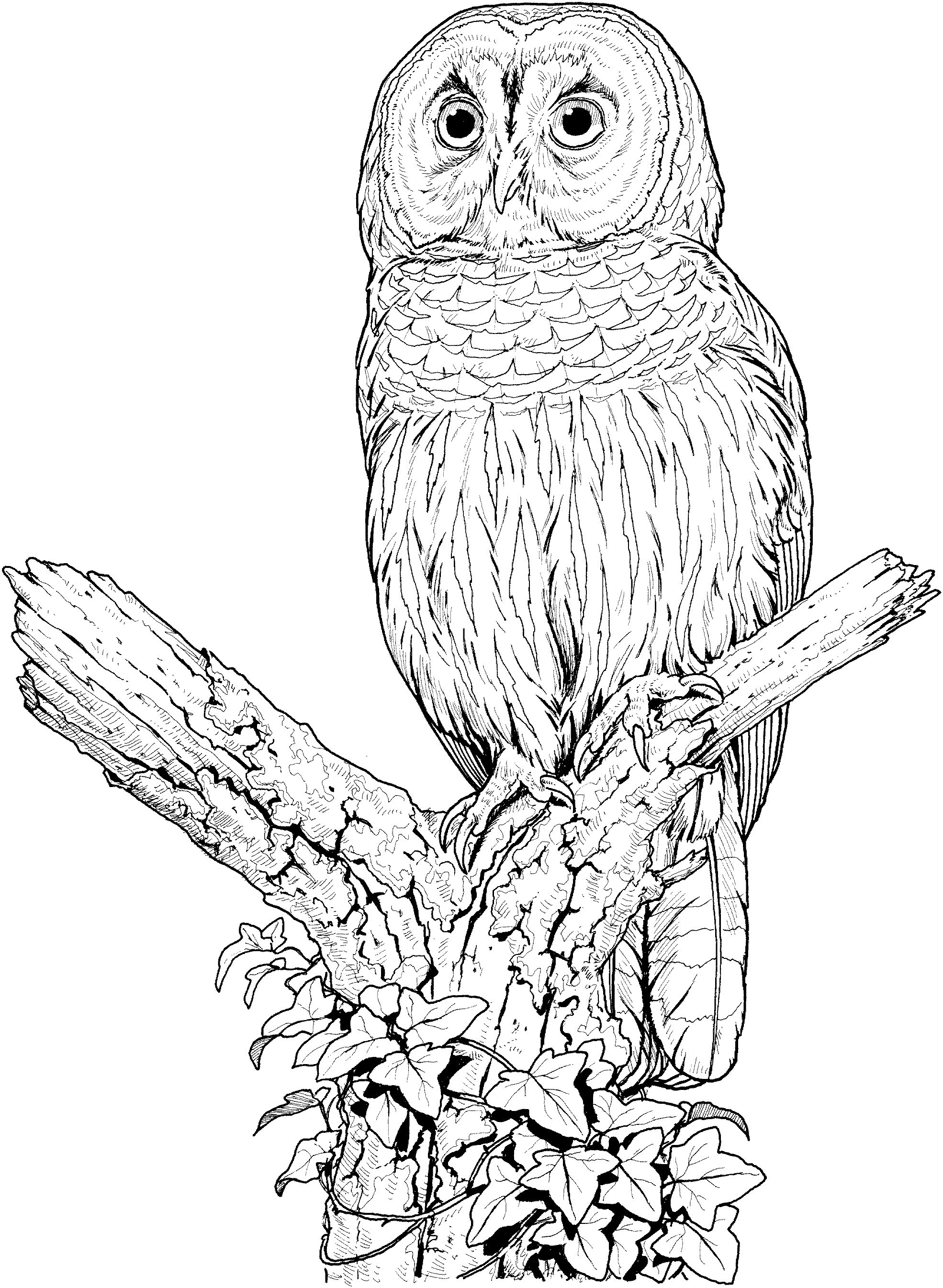 Wise Owl Coloring Pages Printable Wisdom 28