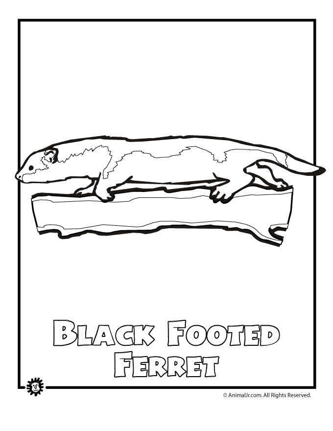 29 Rare Ferret Coloring Page Printable 19