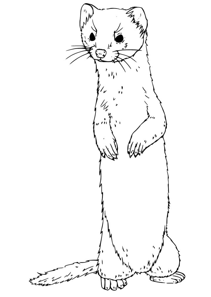 29 Rare Ferret Coloring Page Printable 2