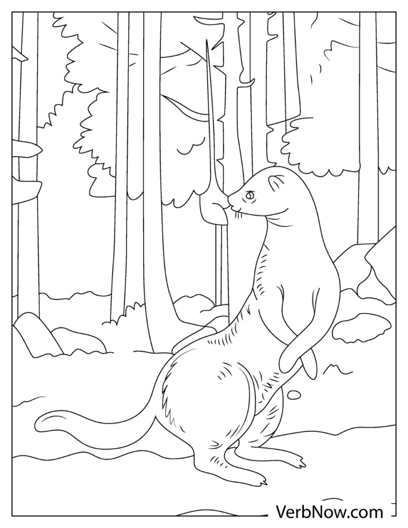 29 Rare Ferret Coloring Page Printable 26