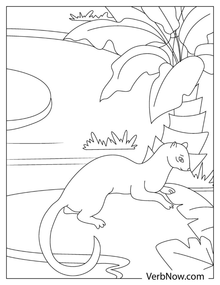 29 Rare Ferret Coloring Page Printable 30