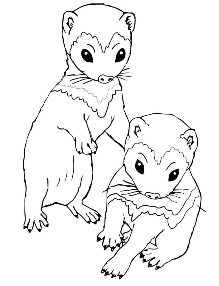 rare ferret coloring page printable jpg