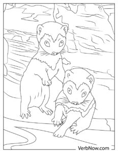 29 Rare Ferret Coloring Page Printable 4