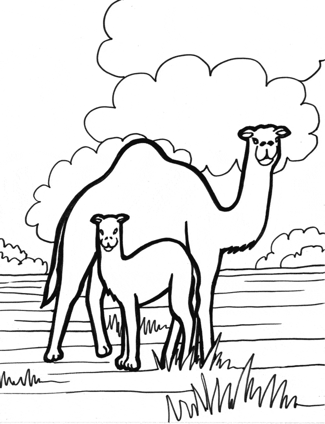 31 Exotic Camel Coloring Pages Printable 1