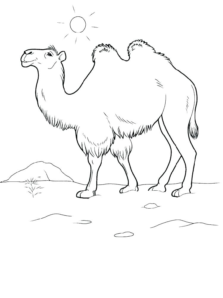 31 Exotic Camel Coloring Pages Printable 10