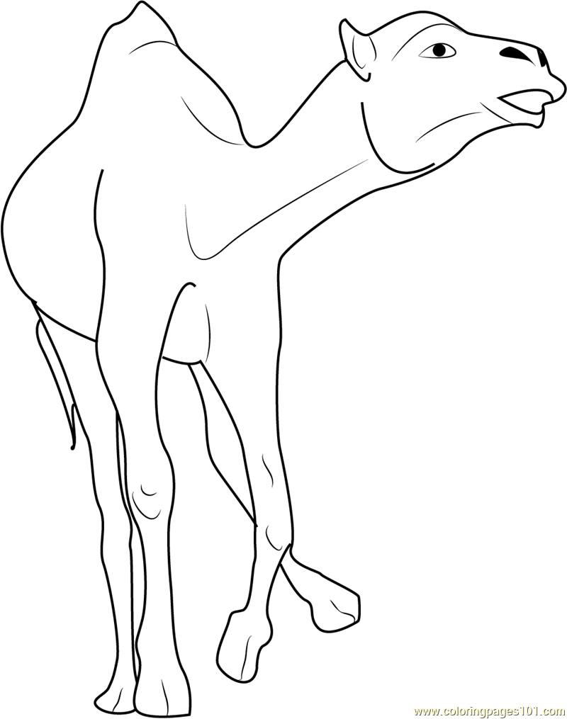 31 Exotic Camel Coloring Pages Printable 17