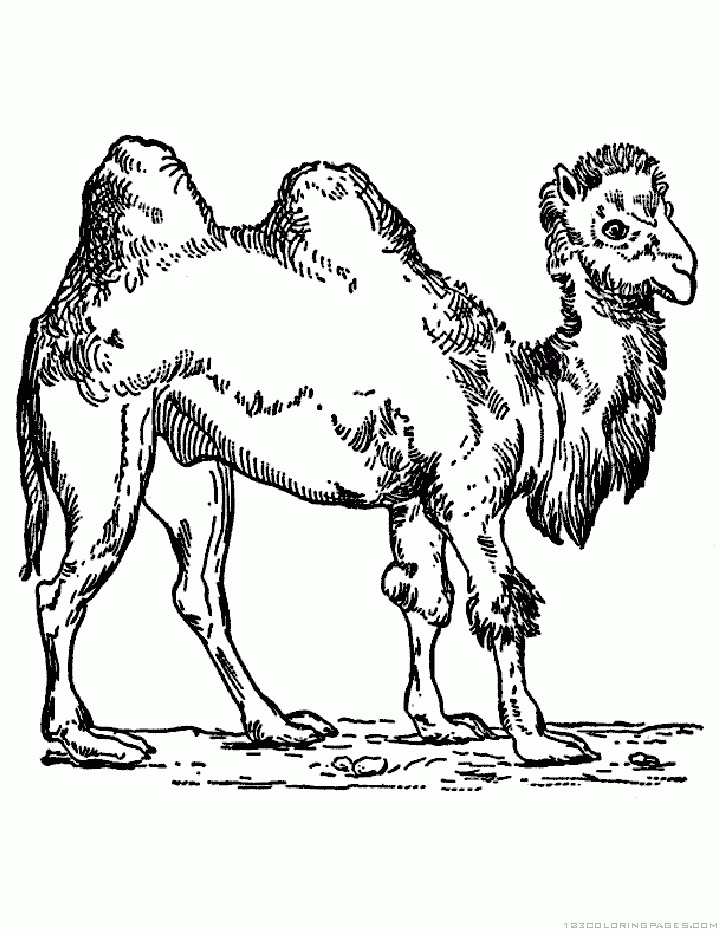 31 Exotic Camel Coloring Pages Printable 21