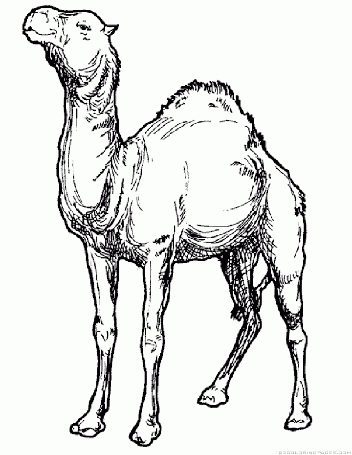 exotic camel coloring pages printable jpg