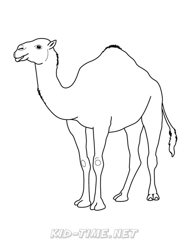 31 Exotic Camel Coloring Pages Printable 29